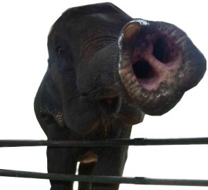 elephant-cropped